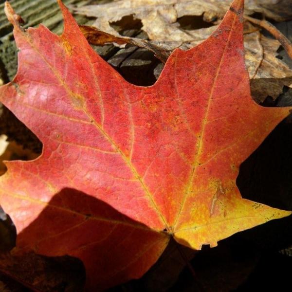 Why You Should Care About Invasive Exotic Plants in Your Sugarbush